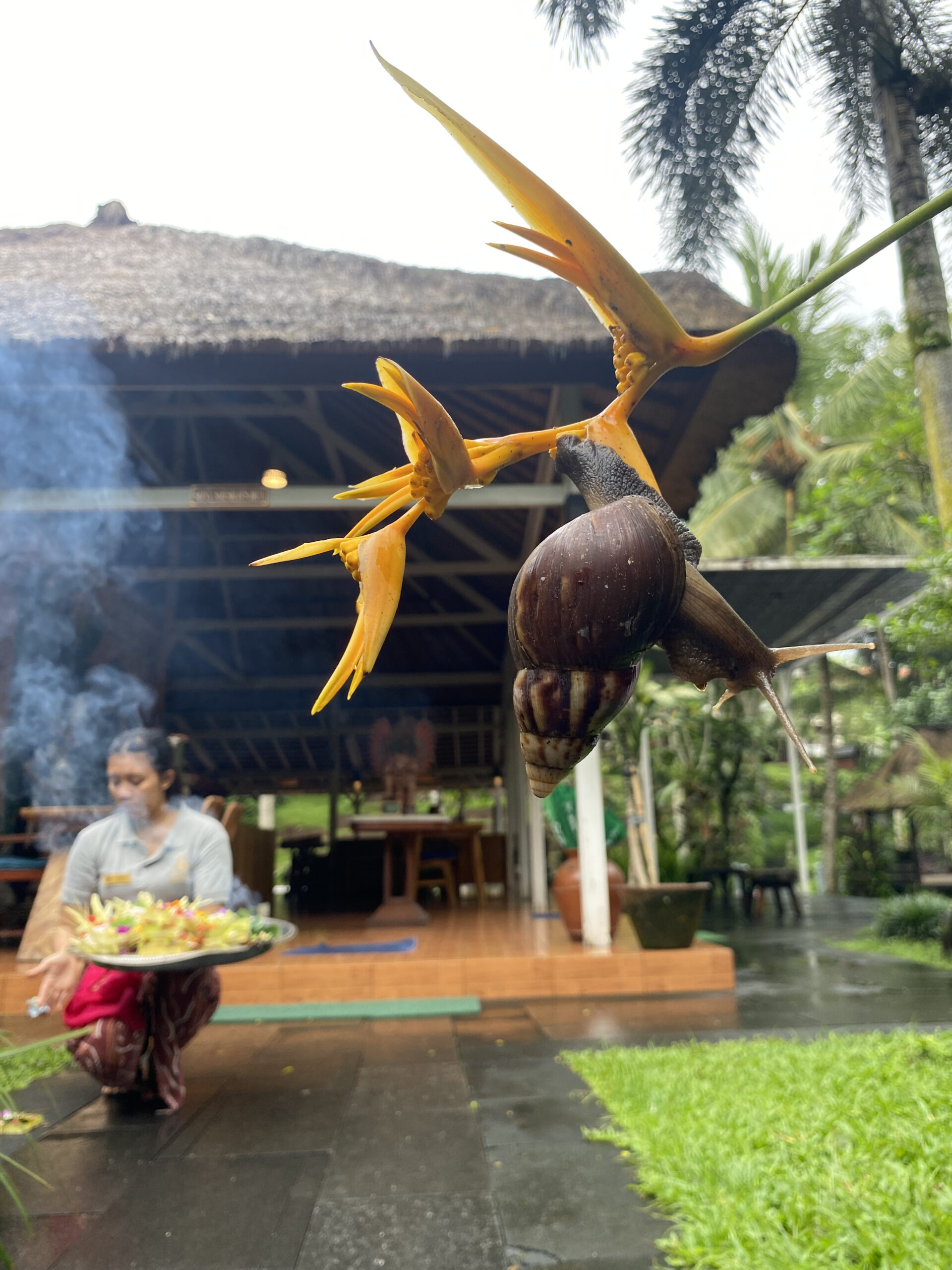 bali-java-g21