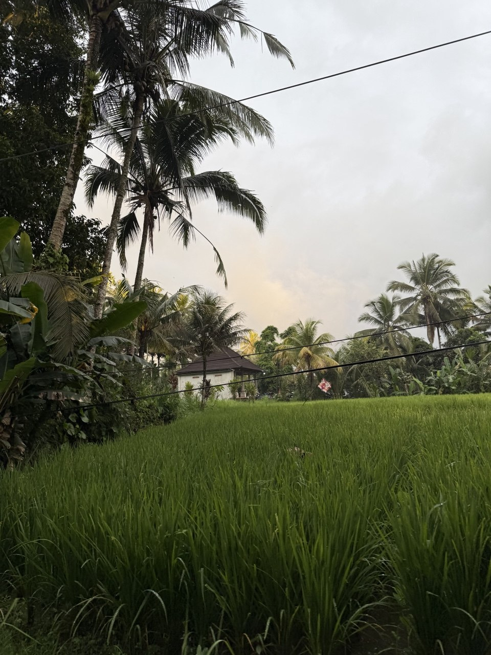 bali-java-g58