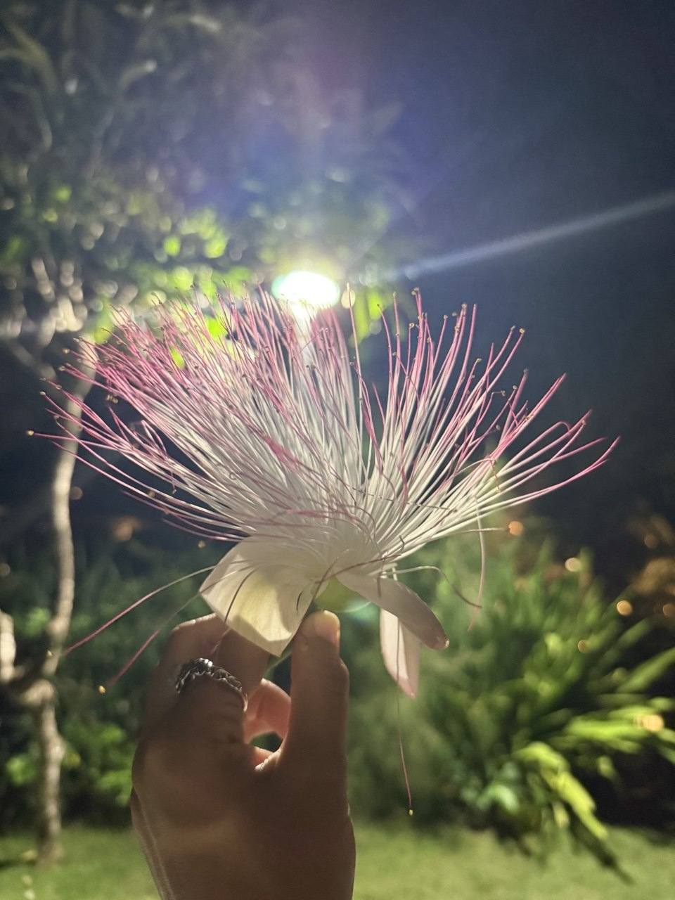 bali-java-g59